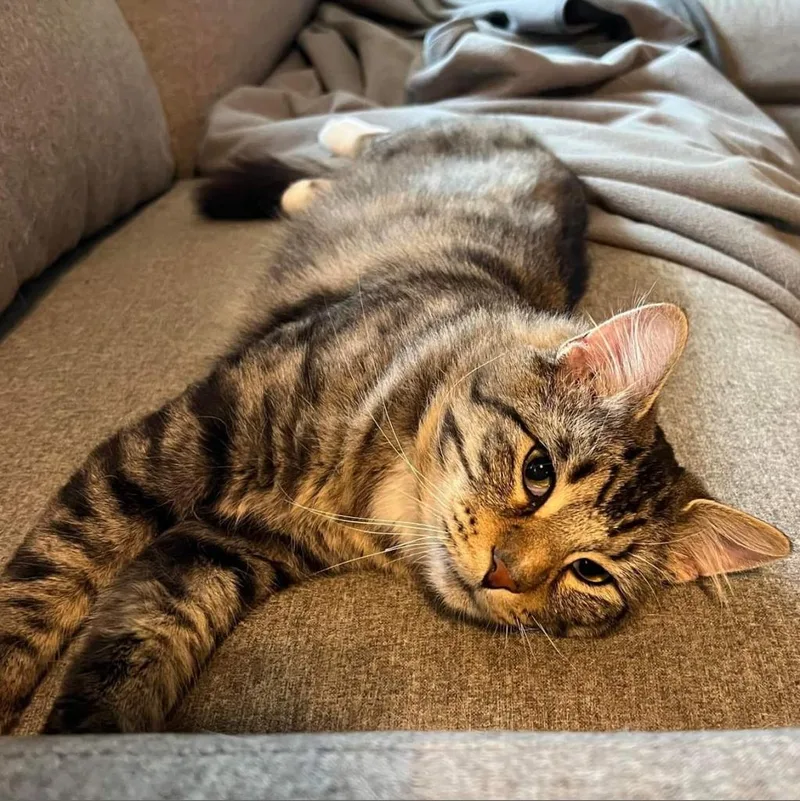 Hobie Cat thumbnail 4