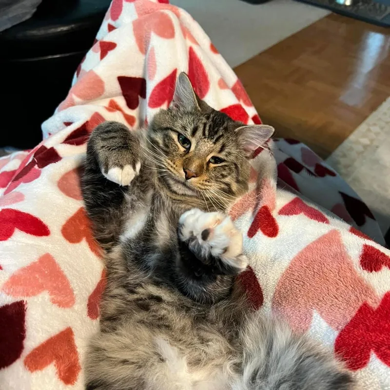 Hobie Cat thumbnail 6