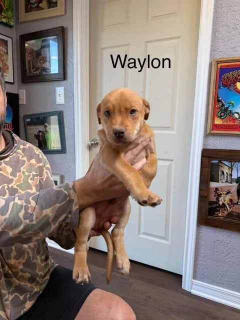 Waylon