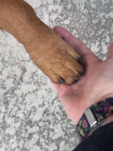 Buddy  Basset Hound thumbnail 2