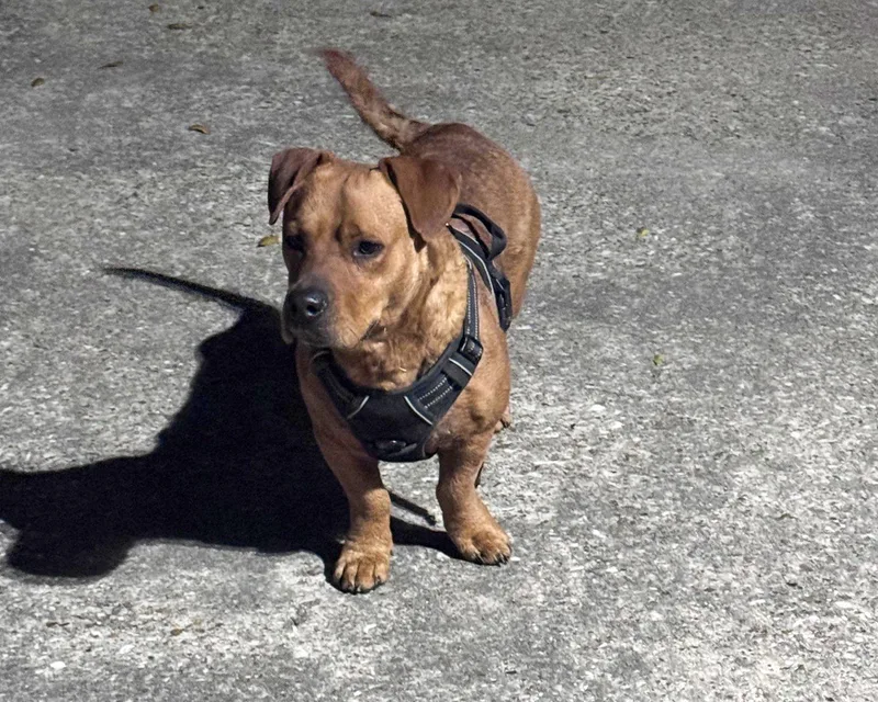 Buddy  Basset Hound thumbnail 3