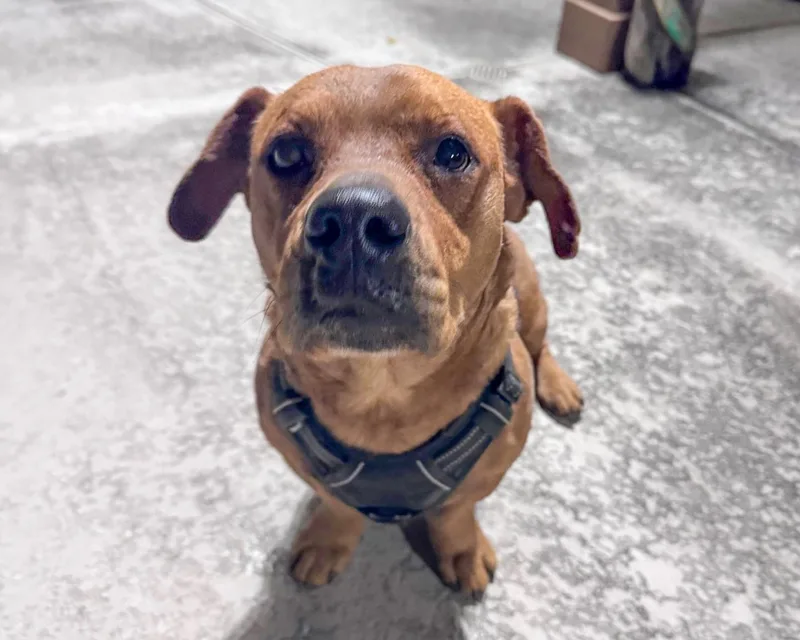 Buddy  Basset Hound thumbnail 4