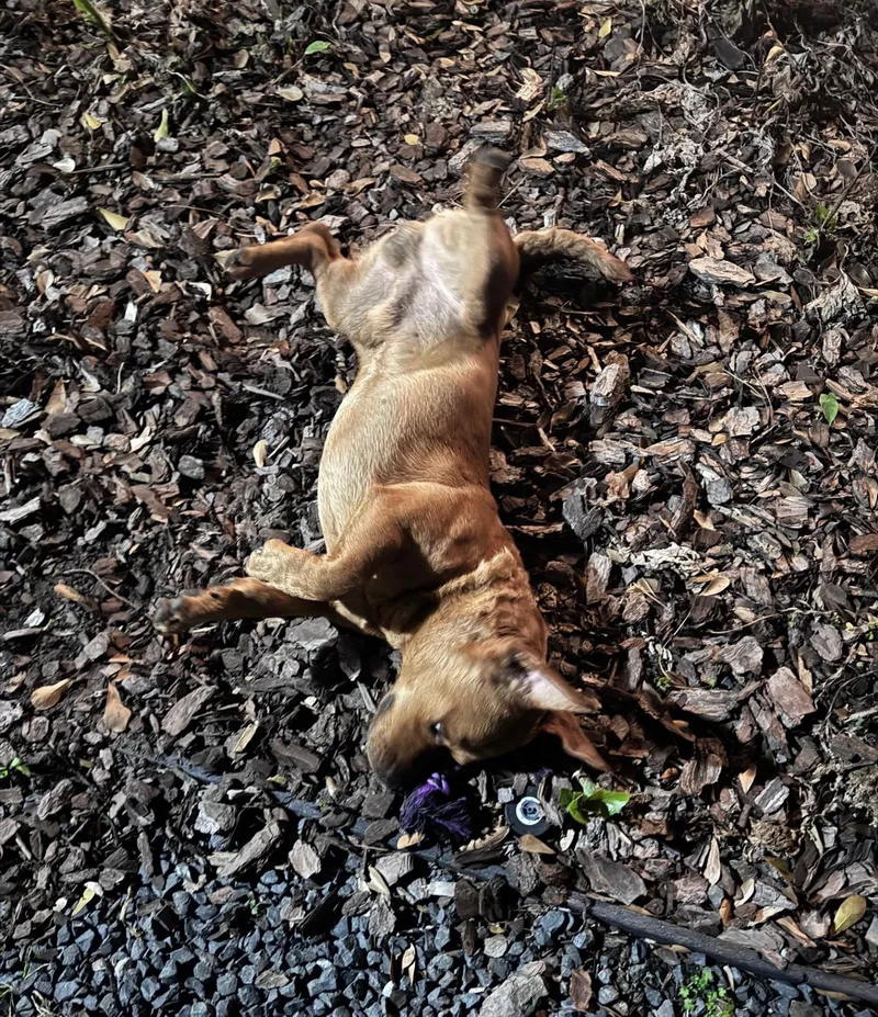 Buddy  Basset Hound thumbnail 5