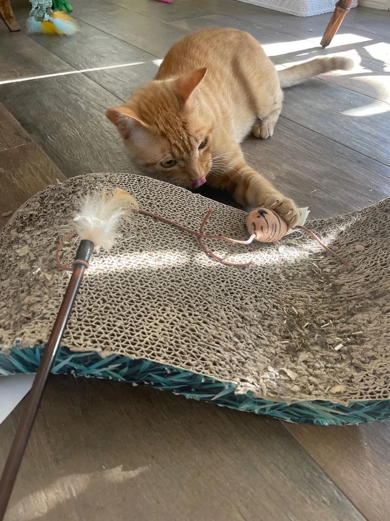 Orange  The Sweetest thumbnail 2