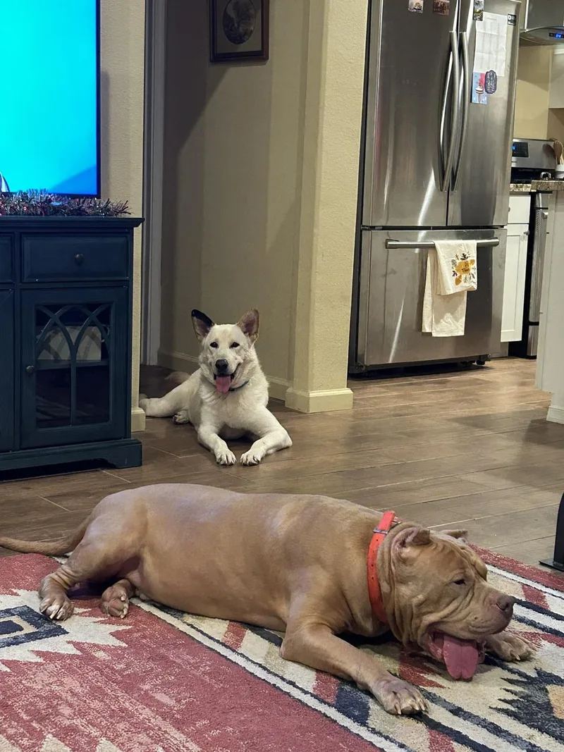 Peluchina thumbnail 3