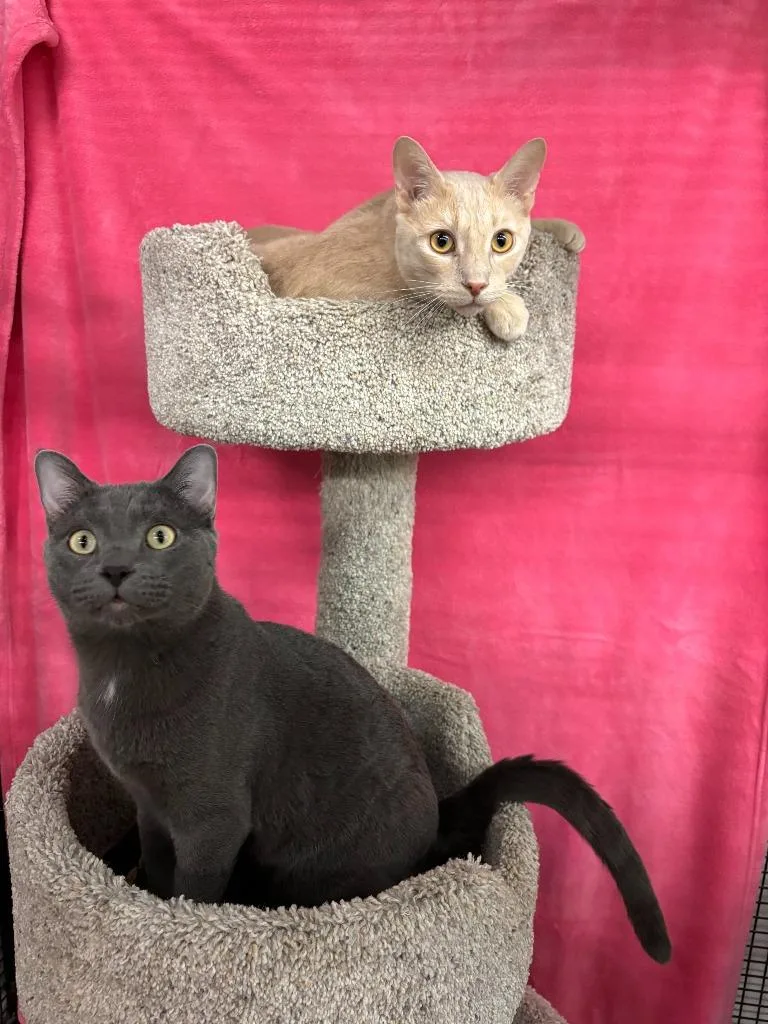 Hopper  Bitters thumbnail 3