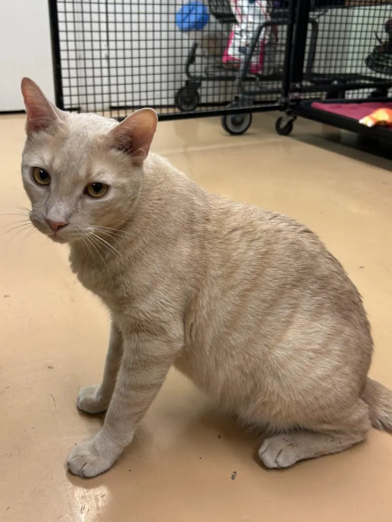 Hopper  Bitters thumbnail 4