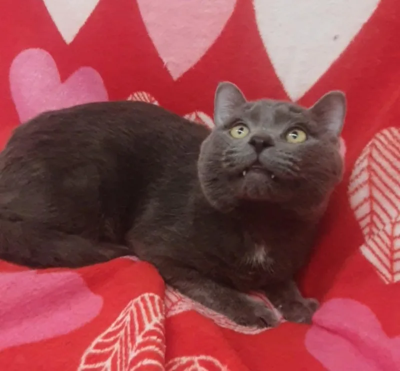 Hopper  Bitters thumbnail 5