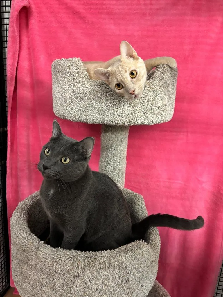 Hopper  Bitters thumbnail 6