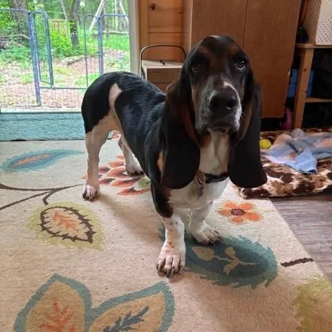 A young medium-sized male Tricolor (Brown, Black, & White) Basset Hound dog named Jake for adoption in Auburndale, FL
