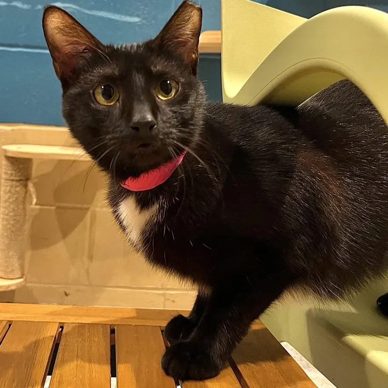 Dolphina thumbnail 2