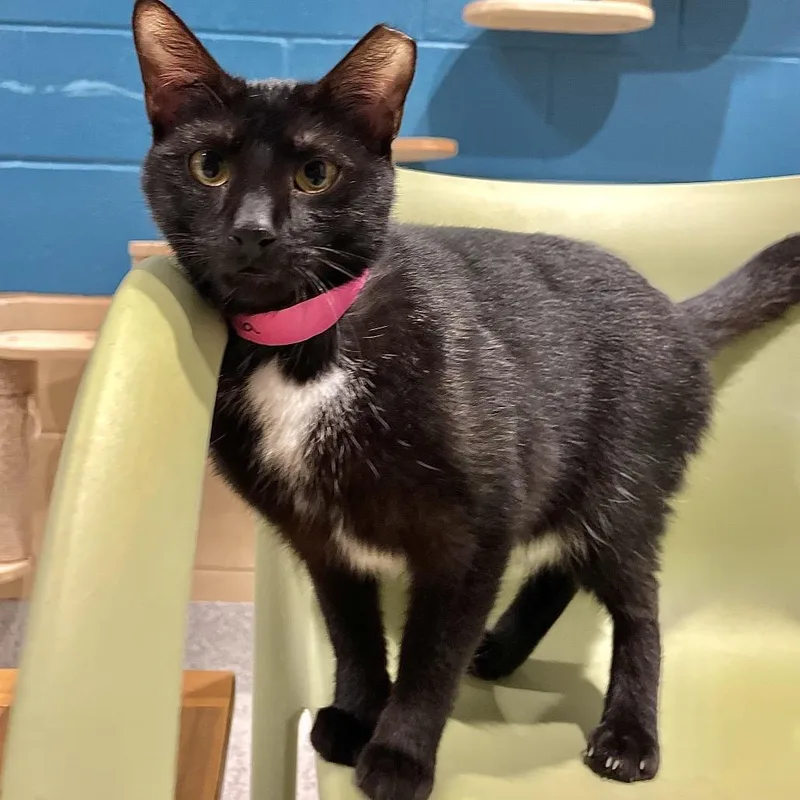 Dolphina thumbnail 3