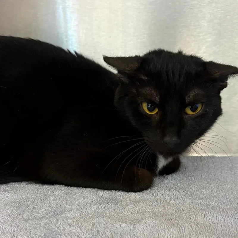 Dolphina thumbnail 4