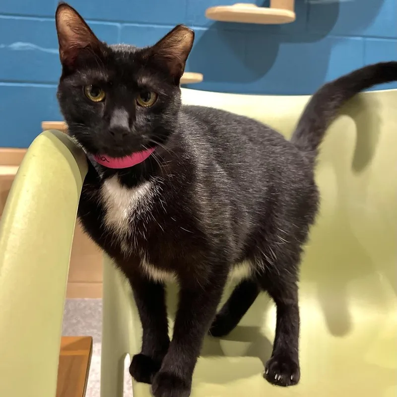 Dolphina thumbnail 5