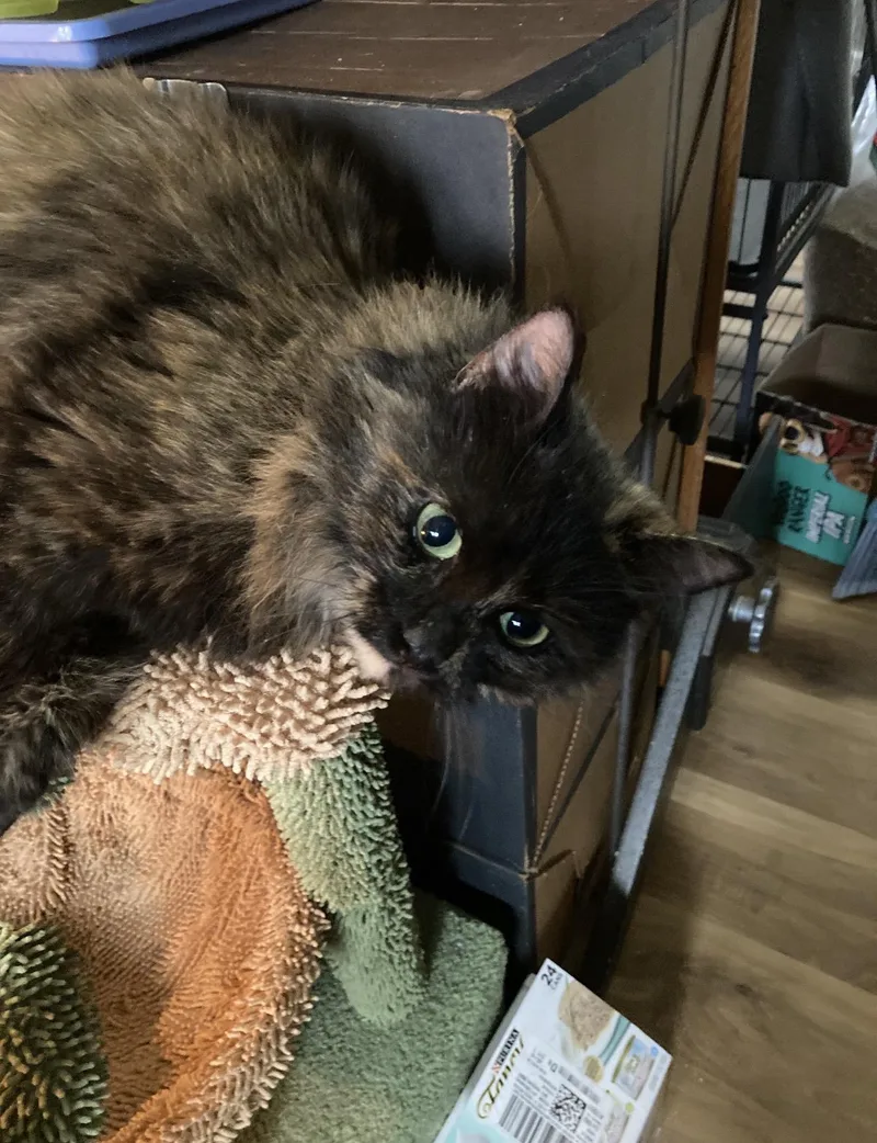 Emberlyn thumbnail 4