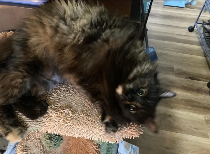 Emberlyn thumbnail 6