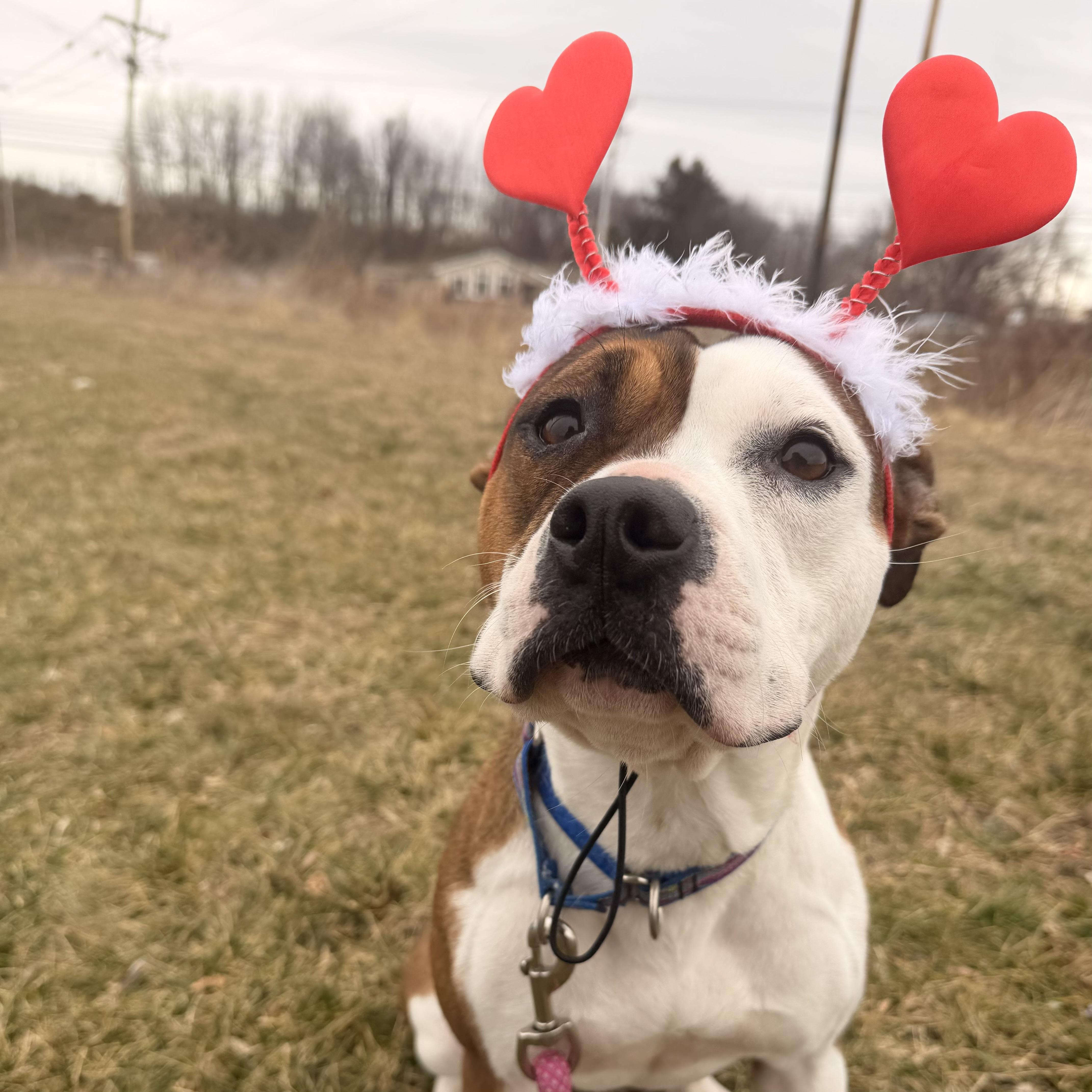 Chocolate thumbnail 3