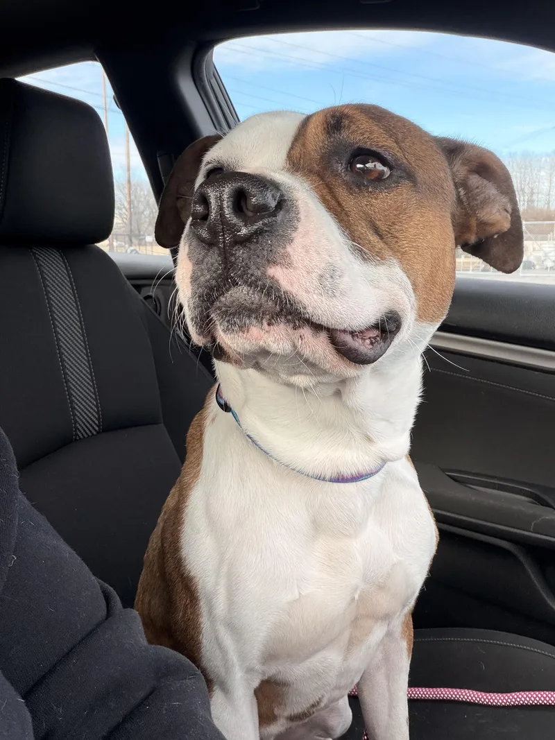 Chocolate thumbnail 6