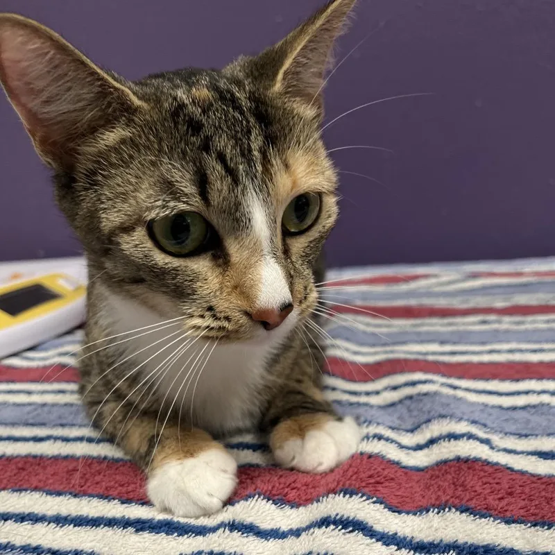 Valentina thumbnail 2