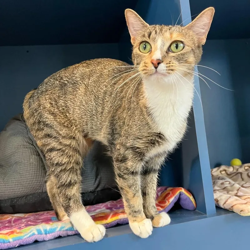 Valentina thumbnail 3