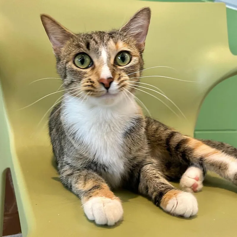 Valentina thumbnail 4