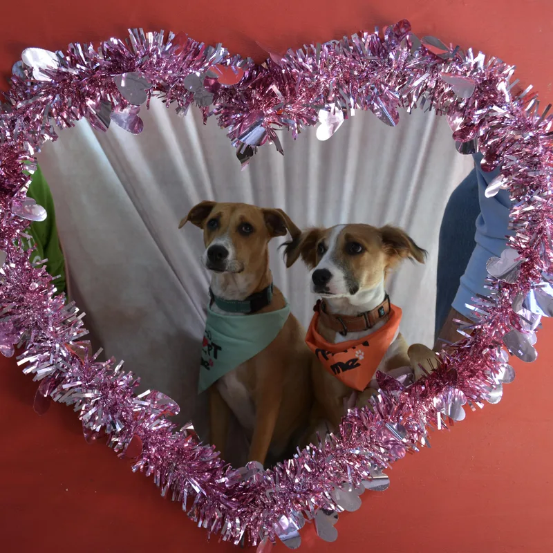 Mardi And Moose thumbnail 2