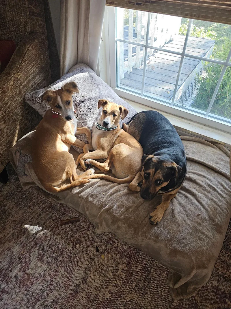 Mardi And Moose thumbnail 3