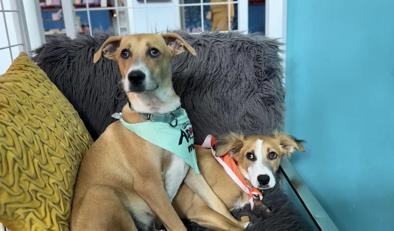 Mardi And Moose thumbnail 4