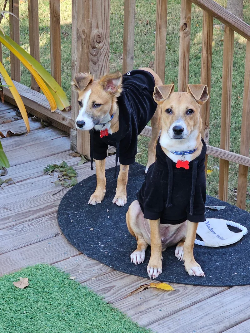 Mardi And Moose thumbnail 5