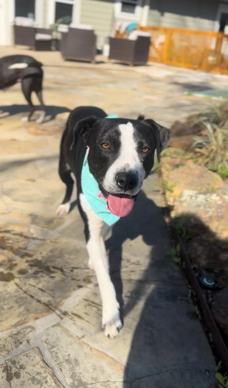 Moonbeam thumbnail 3