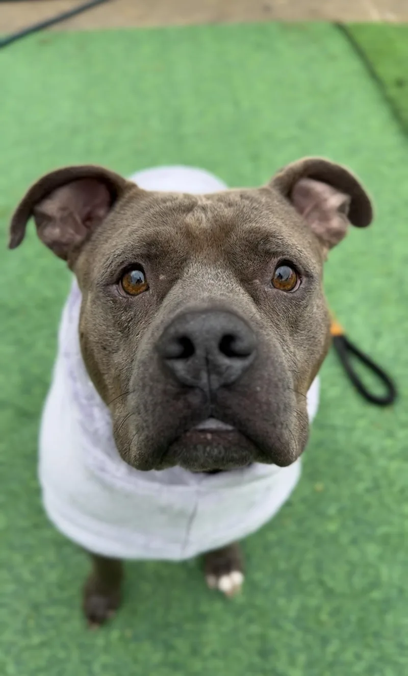 Mr. Piggy Pants thumbnail 2