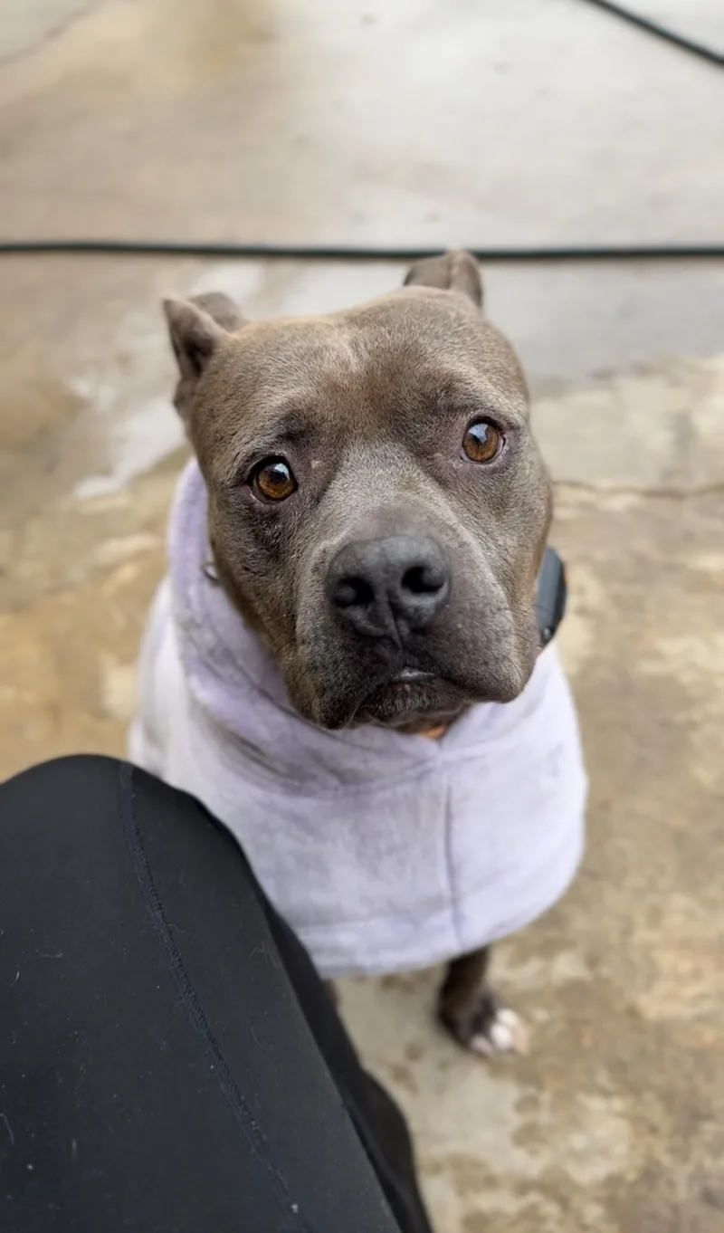 Mr. Piggy Pants thumbnail 3