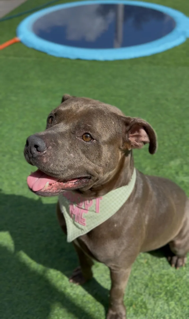 Mr. Piggy Pants thumbnail 4