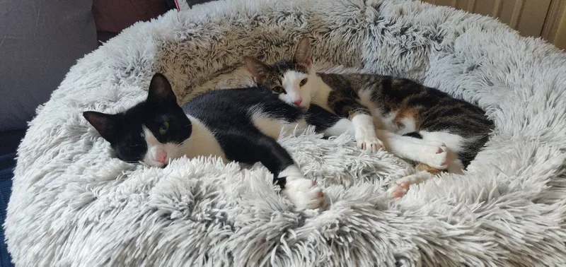 Roo & Guin thumbnail 2