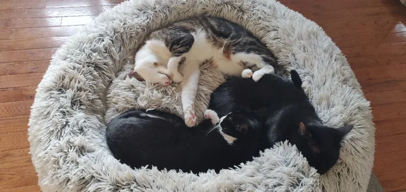 Roo & Guin thumbnail 4