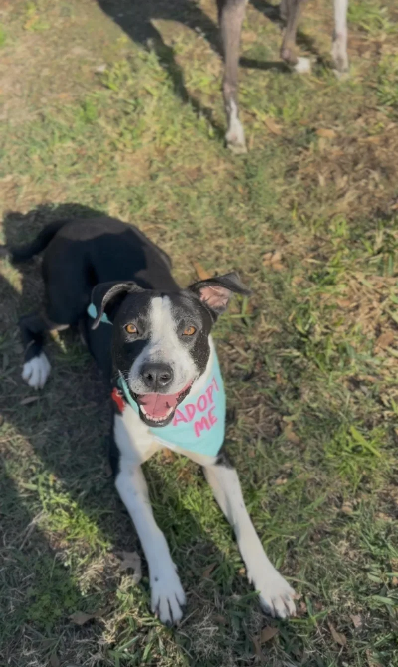 Starlight thumbnail 2