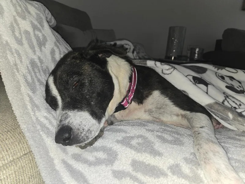 Starlight thumbnail 5