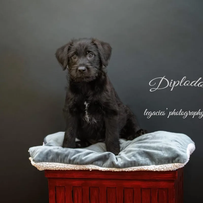 Diplodocus thumbnail 2