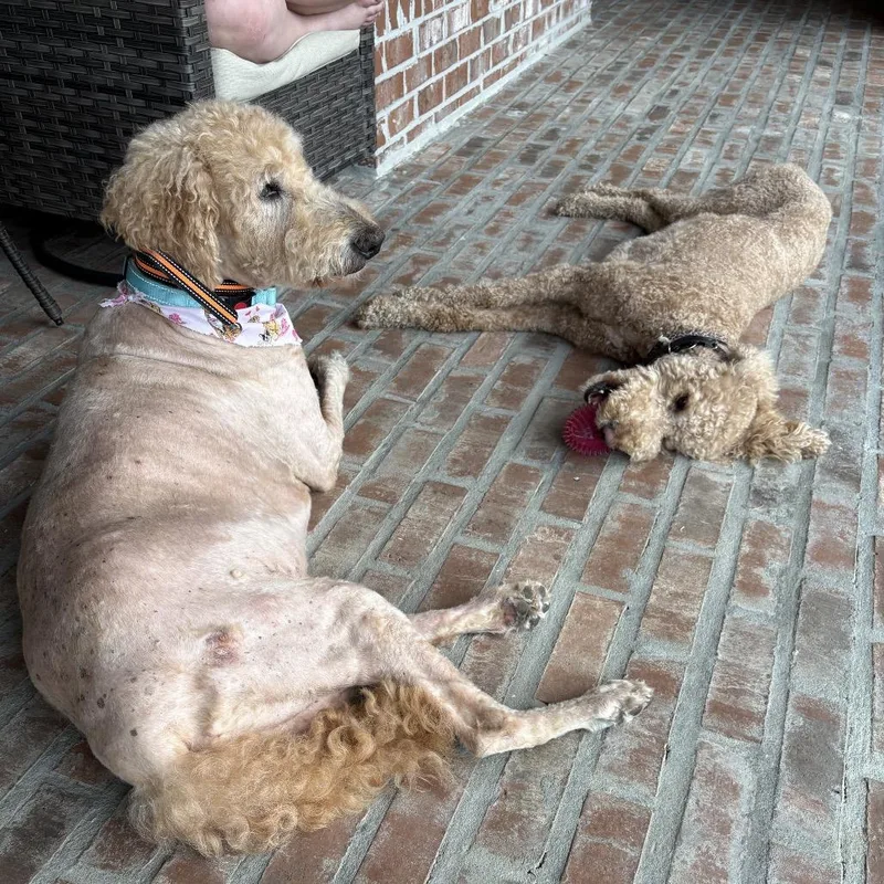 Huey Howard thumbnail 2