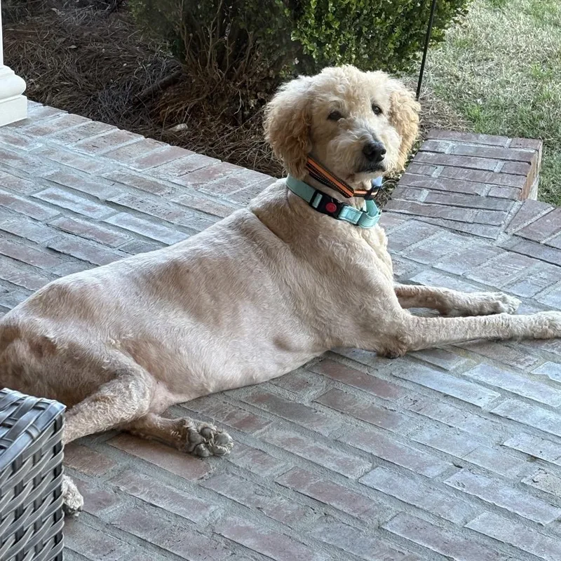 Huey Howard thumbnail 3