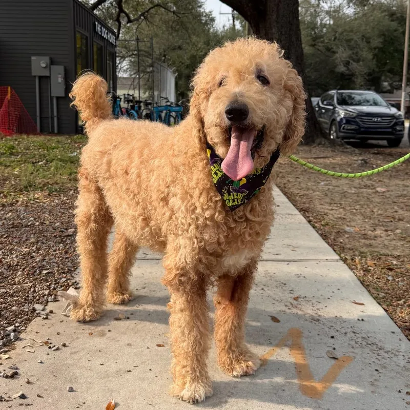 Huey Howard thumbnail 4