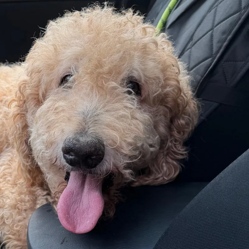 Huey Howard thumbnail 6