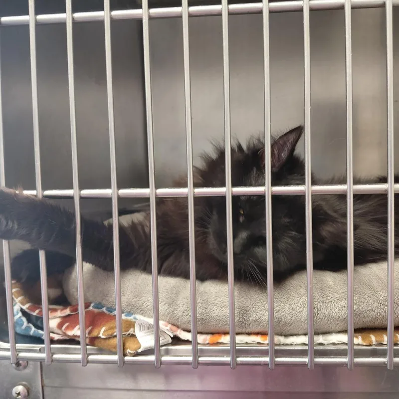 Rockstar thumbnail 2