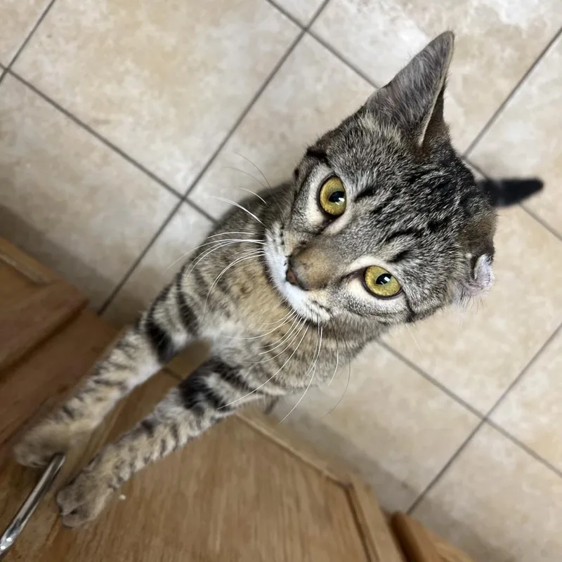 Scrunchie thumbnail 2