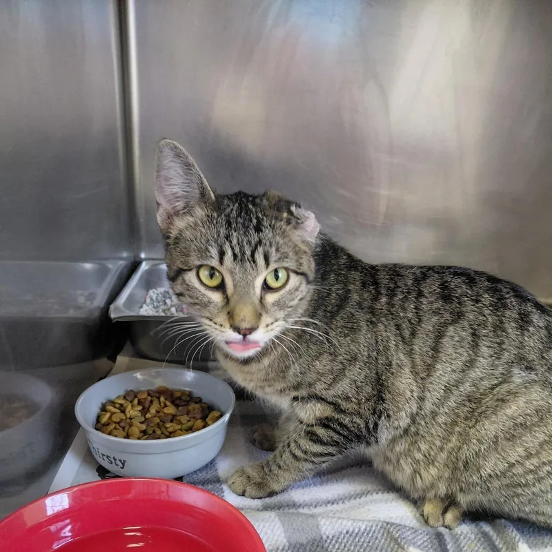 Scrunchie thumbnail 3