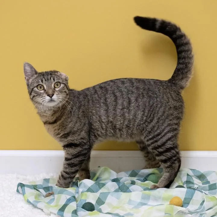 Scrunchie thumbnail 4