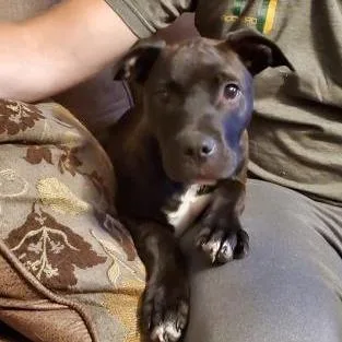 Periwinkle thumbnail 2