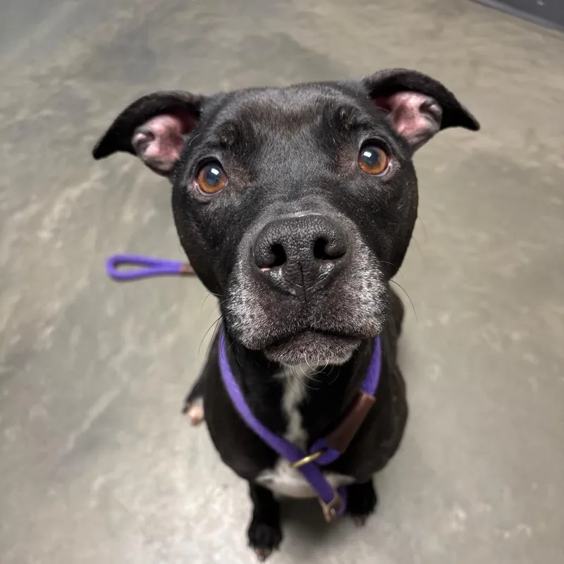 Periwinkle thumbnail 3