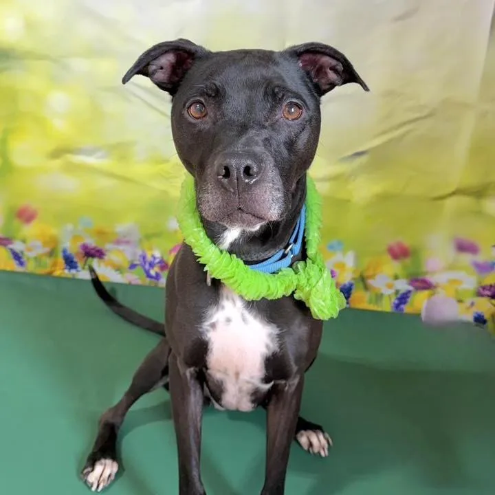 Periwinkle thumbnail 4