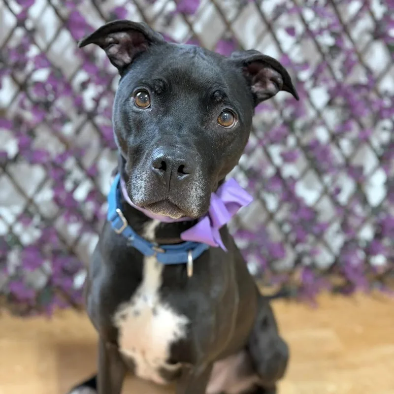 Periwinkle thumbnail 5